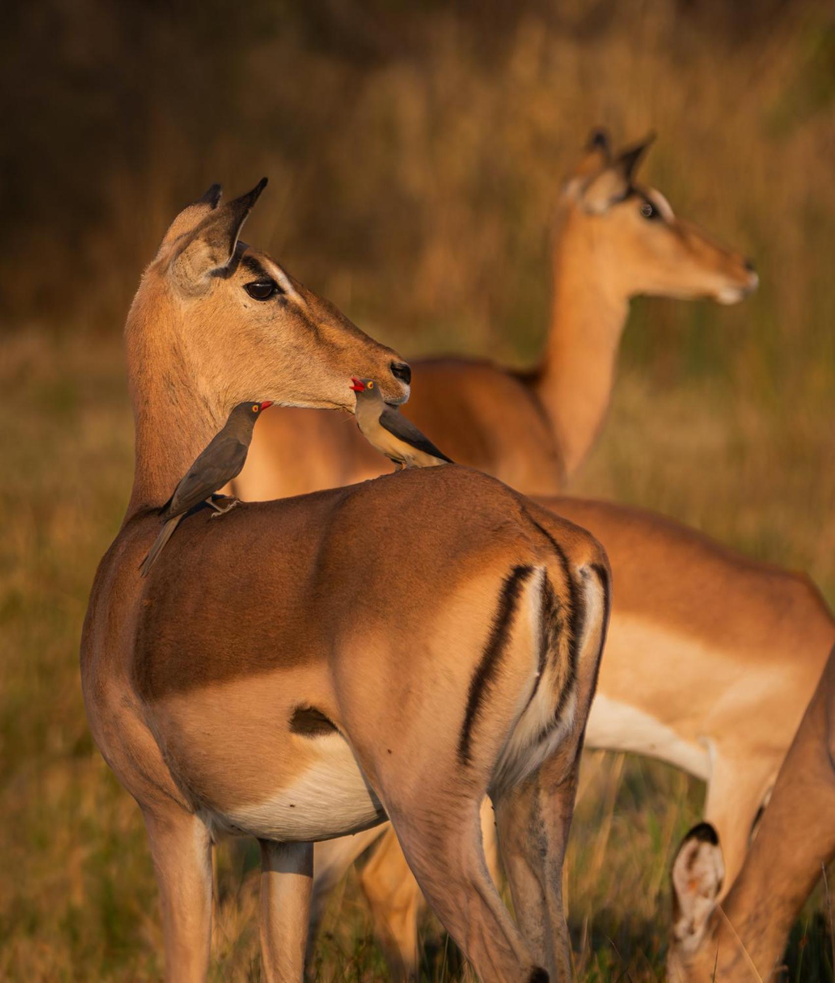 Out In Africa Wildlife Lodge 哈曼斯克拉尔 外观 照片