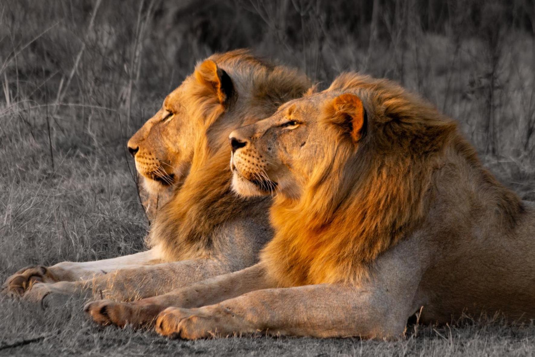 Out In Africa Wildlife Lodge 哈曼斯克拉尔 外观 照片